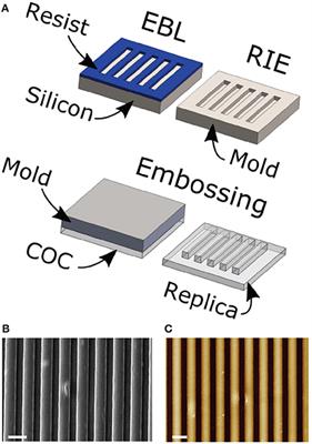 Nanotopography Induced Human Bone Marrow Mesangiogenic Progenitor Cells (MPCs) to Mesenchymal Stromal Cells (MSCs) Transition